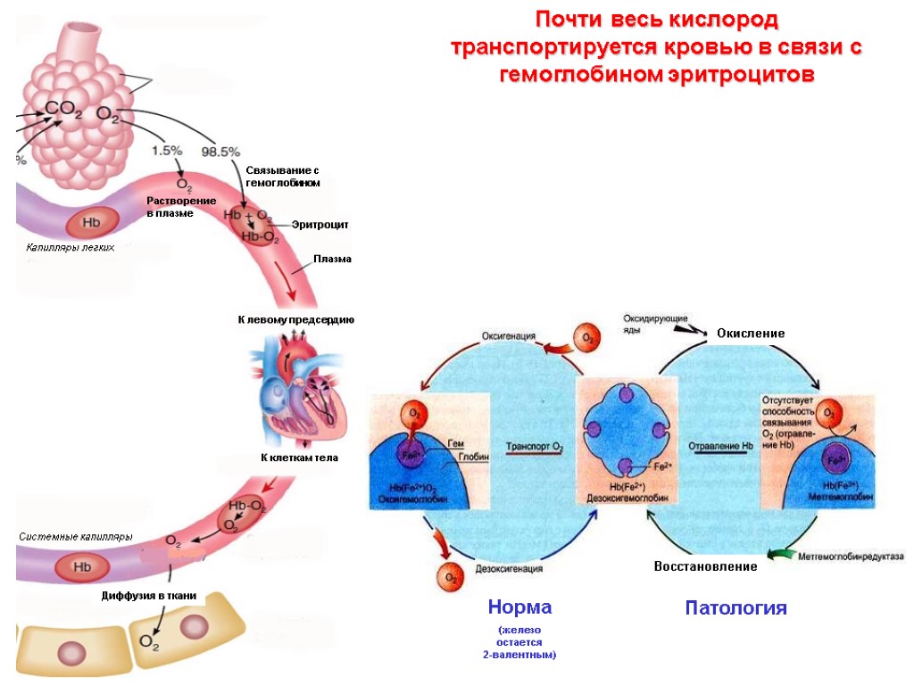 Почти весь кислород транспортируется кровью в связи с гемоглобином эритроцитов